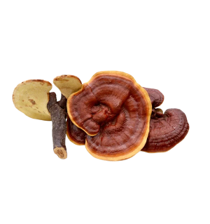 Гриб Рейші (Трутовик Лакований), 100 г