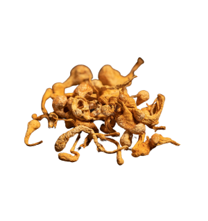 Кордіцепс Воєнний