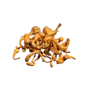 Кордіцепс Воєнний