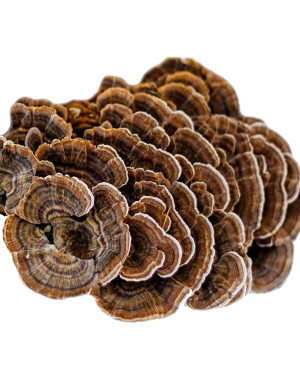 Траметес різнобарвний “Turkey Tail” (індичий хвіст), 100 г