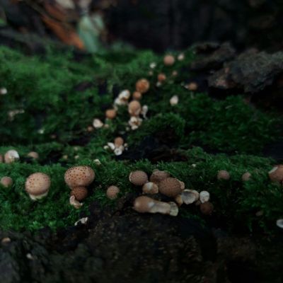 ben-marler-qd2V0x_Yz5I-unsplash